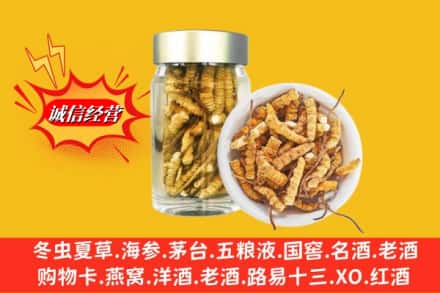 保定市博野回收散虫草
